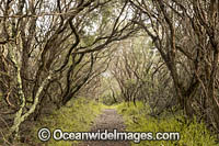 Moonah Woodland Photo - Gary Bell