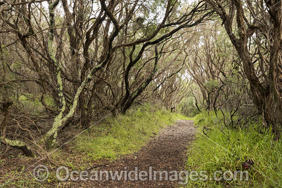 Moonah Woodland photo