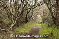 Moonah Woodland Photo - Gary Bell