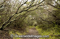 Mornington Peninsula Woodland Photo - Gary Bell