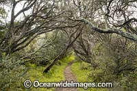 Moonah Woodland Photo - Gary Bell