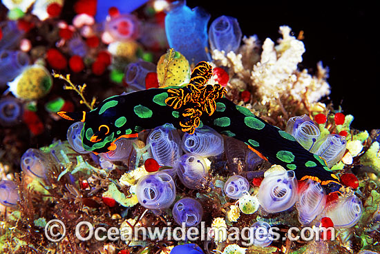 Nudibranch Nembrotha kubaryana photo Nudibranch Nembrotha kubaryana photo