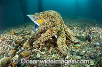 Eleven-arm Seastar Rye Pier Photo - Gary Bell