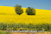Field of Canola Photo - Gary Bell
