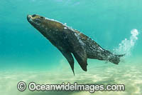 Australian Fur Seals Photo - Gary Bell