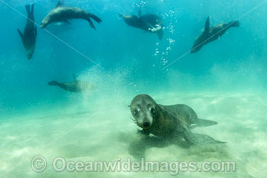 Australian Fur Seals photo Australian Fur Seals photo