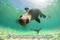 Australian Fur Seals Photo - Gary Bell