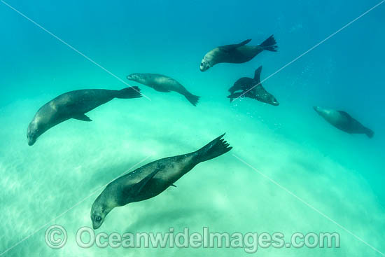 Australian Fur Seals photo Australian Fur Seals photo