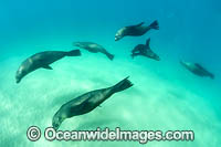 Australian Fur Seals Photo - Gary Bell