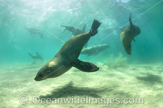 Australian Fur Seals photo Australian Fur Seals photo