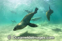 Australian Fur Seals Photo - Gary Bell