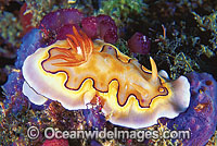 Nudibranch Chromodoris coi Photo - Gary Bell