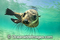 Australian Fur Seals Photo - Gary Bell