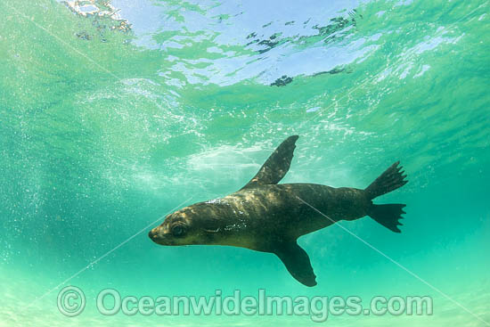Australian Fur Seal photo