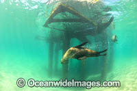 Australian Fur Seals Photo - Gary Bell