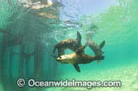 Australian Fur Seals Photo - Gary Bell
