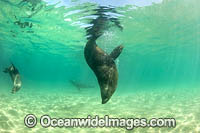 Australian Fur Seals Chinaman Hat Photo - Gary Bell