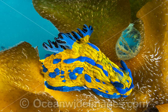 Tambja Nudibranch photo