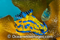 Tambja Nudibranch Photo - Gary Bell