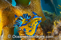 Tambja Nudibranch Photo - Gary Bell