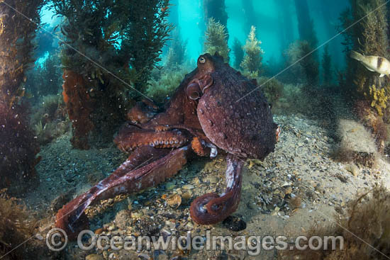 Maori Octopus photo Maori Octopus photo