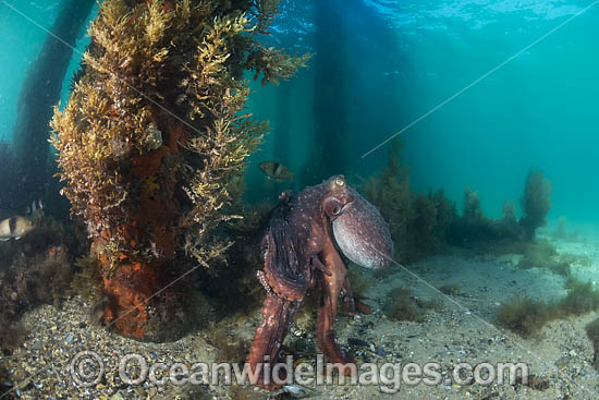 Maori Octopus photo