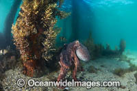 Maori Octopus Photo - Gary Bell