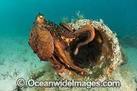 Maori Octopus Photo - Gary Bell