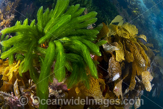 Marine Plant Port Phillip Bay photo Marine Plant Port Phillip Bay photo