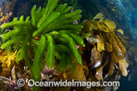 Marine Plant Port Phillip Bay Photo - Gary Bell