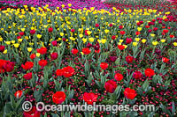 Tulips Floriade Festival Photo - Gary Bell