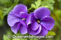 Native Hibiscus Australia Photo - Gary Bell