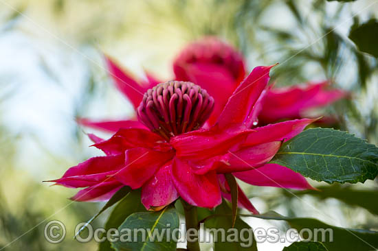 New South Wales Waratah photo