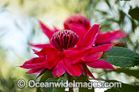 New South Wales Waratah Photo - Gary Bell