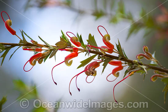 Grevillea photo
