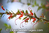 Grevillea Photo - Gary Bell