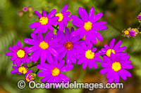 Wild Daisy Flowers Photo - Gary Bell