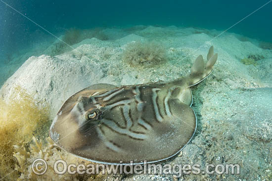 Southern Fiddler Ray Victoria photo Southern Fiddler Ray Victoria photo