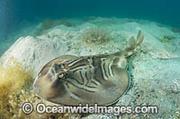 Southern Fiddler Ray Victoria Photo - Gary Bell