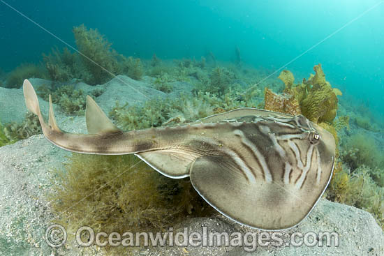 Southern Fiddler Ray photo Southern Fiddler Ray photo