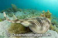 Southern Fiddler Ray Photo - Gary Bell