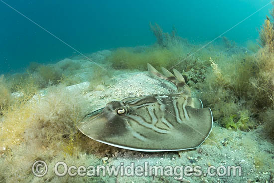 Southern Fiddler Ray photo Southern Fiddler Ray photo