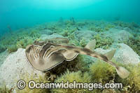 Southern Fiddler Ray Victoria Photo - Gary Bell