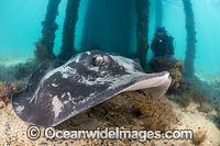 Black Stingray Photo - Gary Bell