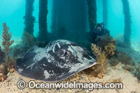 Black Stingray Rye Pier Photo - Gary Bell