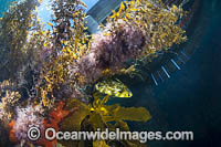 Temperate Reef Blairgowrie Pier Photo - Gary Bell