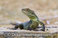 Water Dragon Australia Photo - Gary Bell