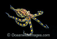 Blue-ringed Octopus Photo - Gary Bell