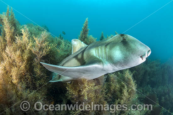 Port Jackson Shark photo Port Jackson Shark photo