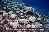 Bleached Coral Hawaii Photo - David Fleetham